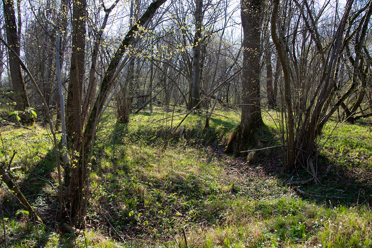 eschenreicher Auwald